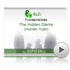 The Hidden Stems (Human Yuan)<br>(BZP1106)